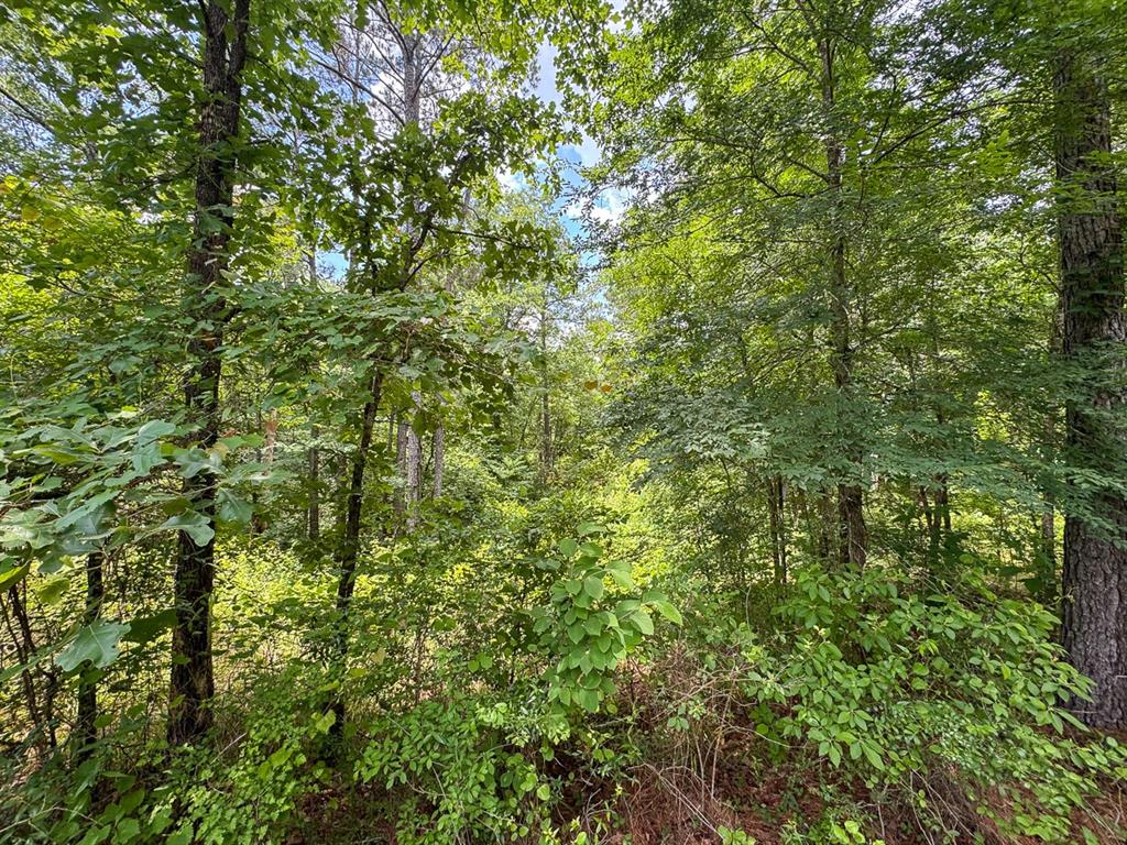 3 Posey Webb Camp Road Property Photo 5