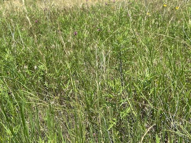 000 Tract 19, 165 County Road Property Photo 5