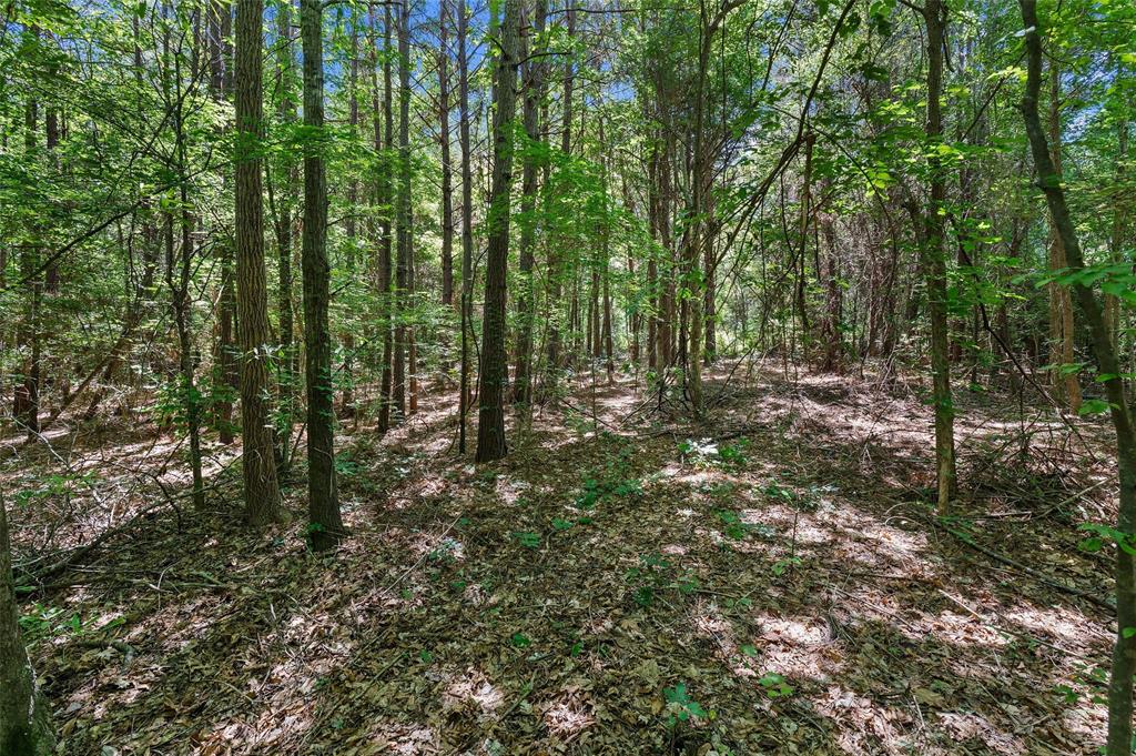 Tbd County Rd 3363 Tract C Property Photo 12