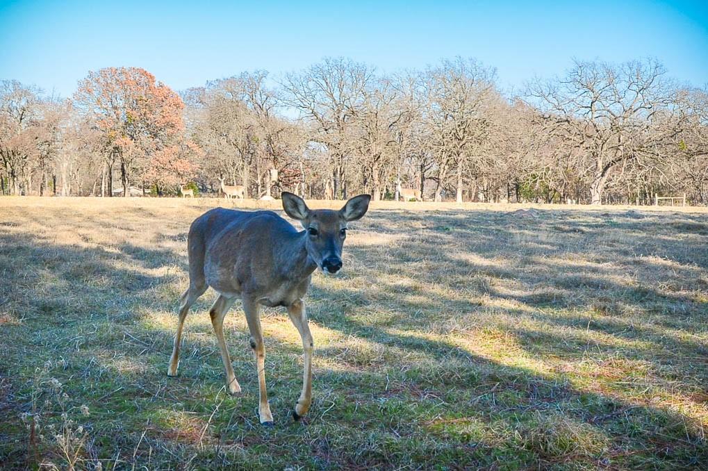 Lot 81 Appomattox Property Photo 32
