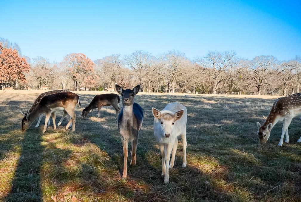 Lot 81 Appomattox Property Photo 34