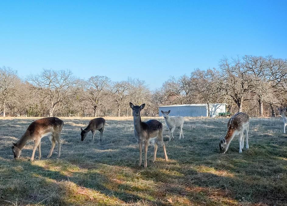 Lot 81 Appomattox Property Photo 35