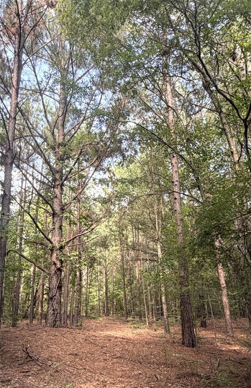 Tbd Cr 3230 Road Property Photo 6