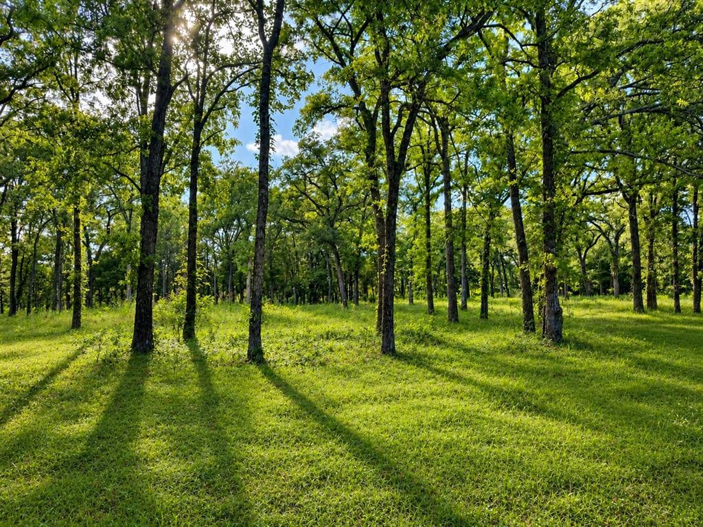 Tbd County Road 1503 Property Photo 1