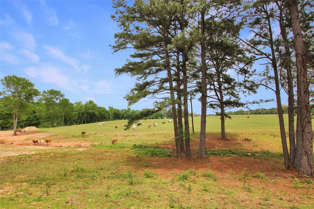 19413 Us Highway 79 Property Photo 6