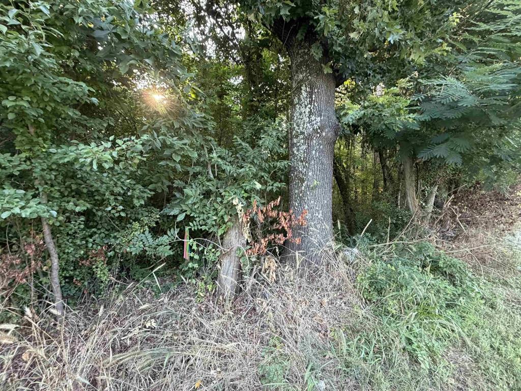 Tbd S Kings Highway Property Photo 5