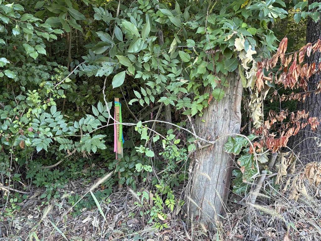 Tbd S Kings Highway Property Photo 6