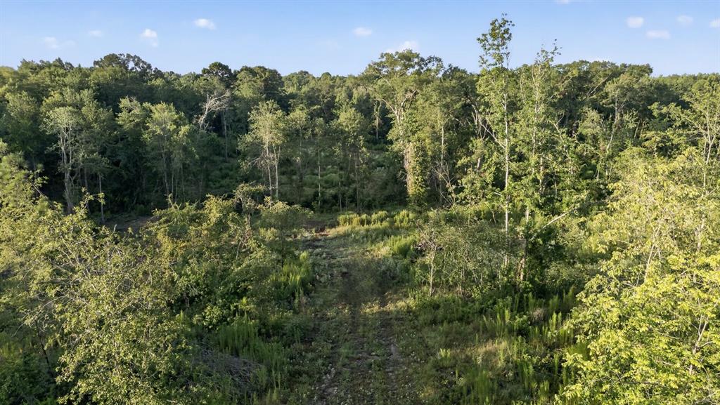 Tbd 42 Acres Cr 3116 Property Photo 8