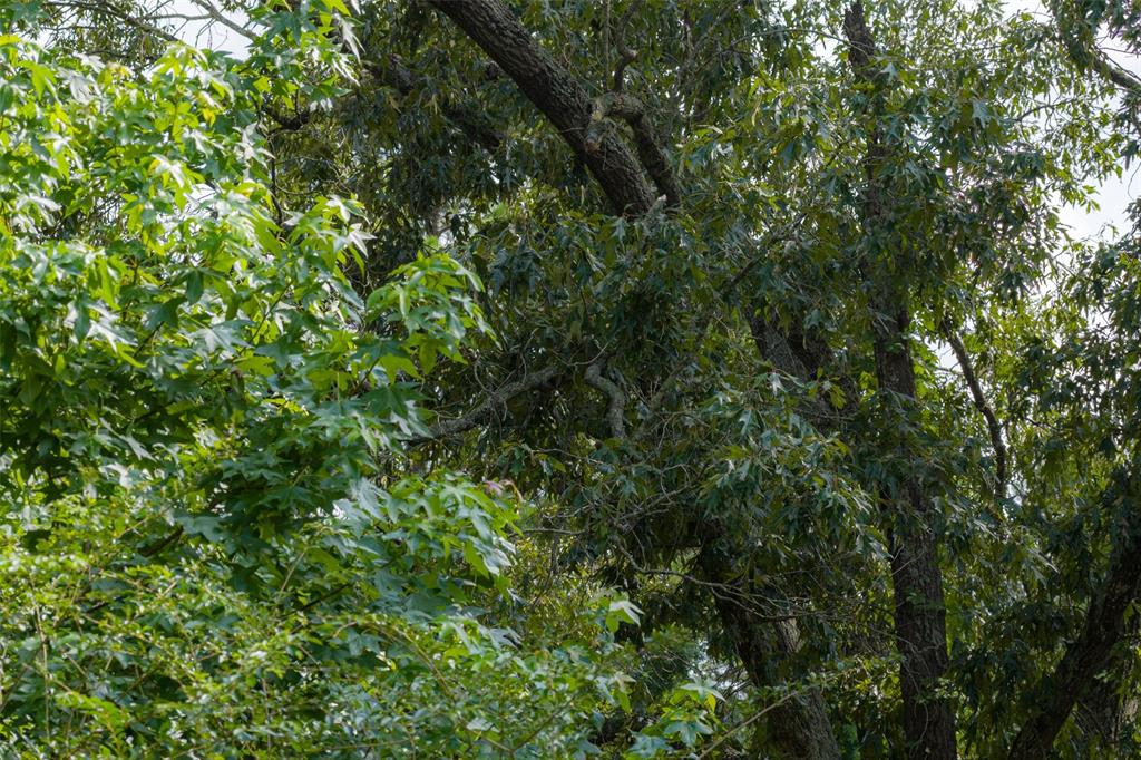 00 County Road 4117 Property Photo 19