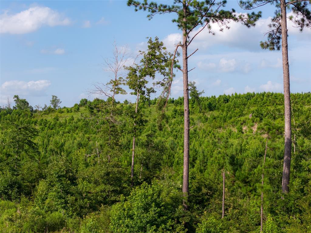 000 County Road 436 Property Photo 11