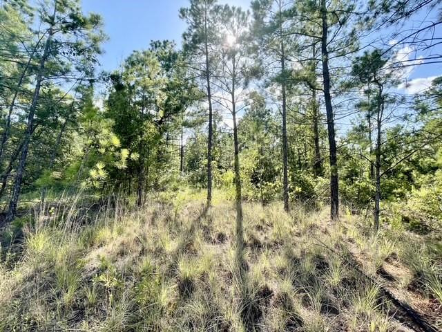 8262 Us Highway 84 Property Photo 30