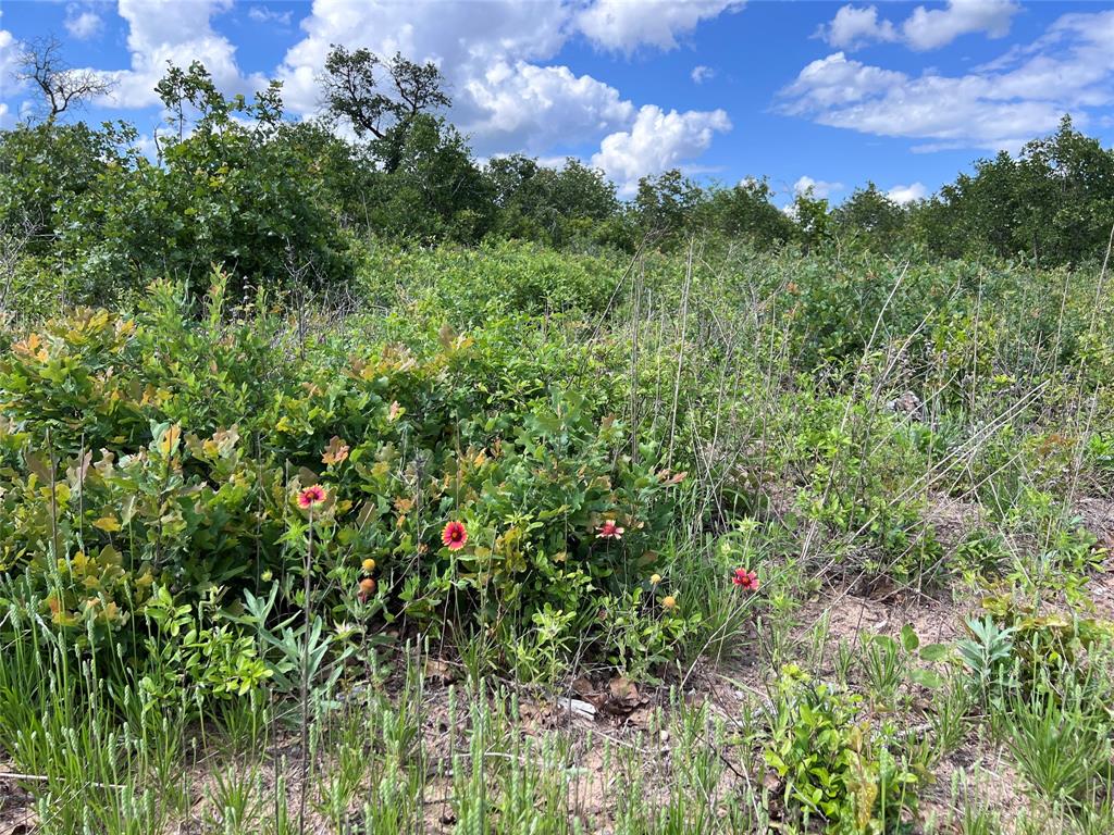 Tbd Live Oak Trail Property Photo 5