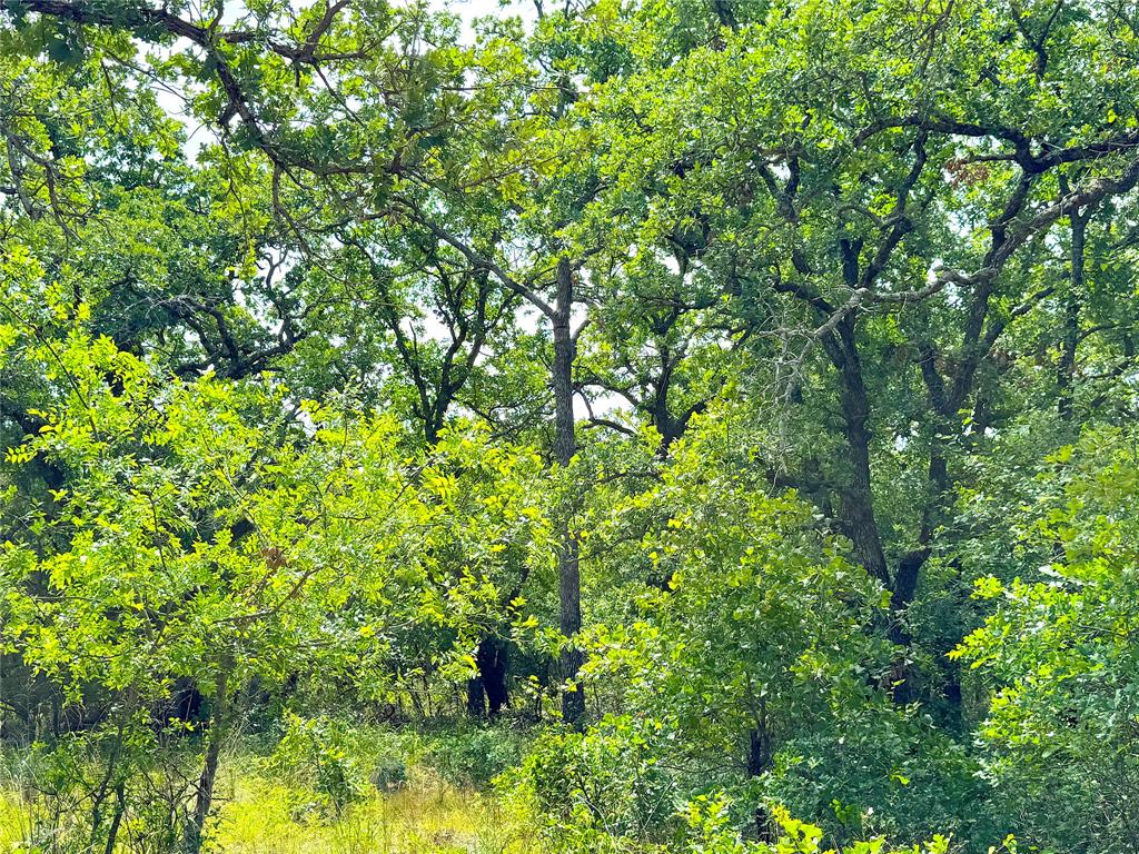 Tbd Turpin Lake Road Property Photo 7