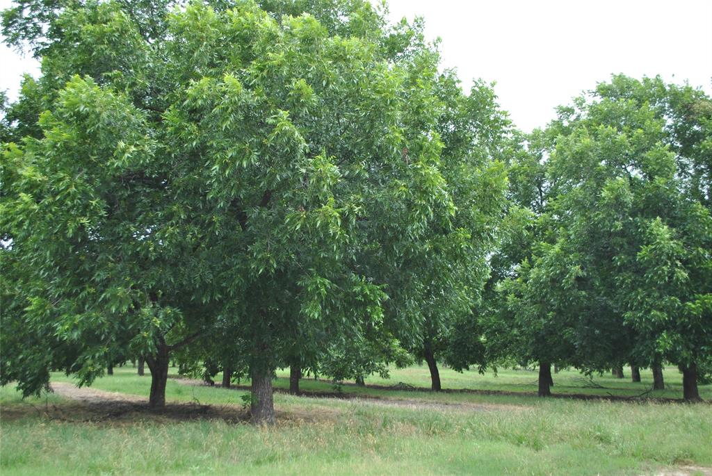 Tbd Cr 424 Property Photo 6