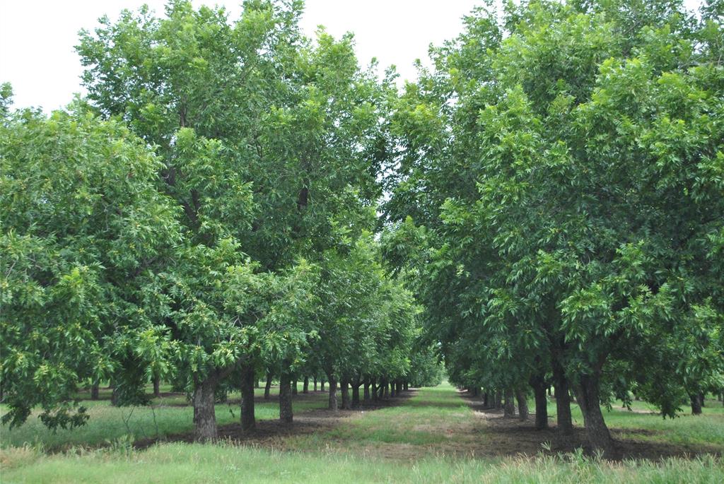 Tbd Cr 424 Property Photo 35