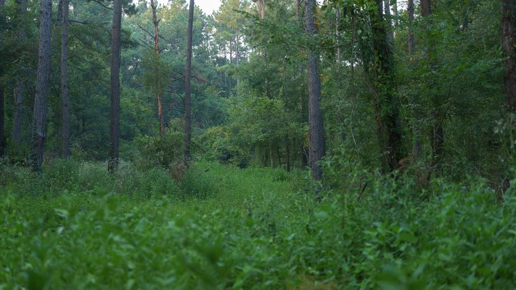 Tbd Cr 461 Property Photo 15