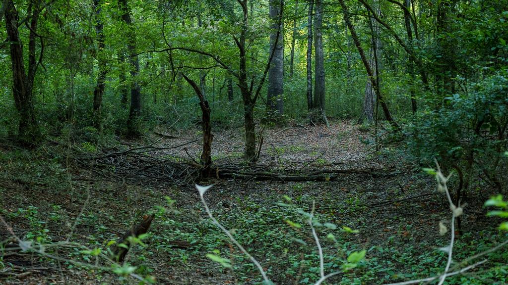 Tbd Cr 461 Property Photo 18