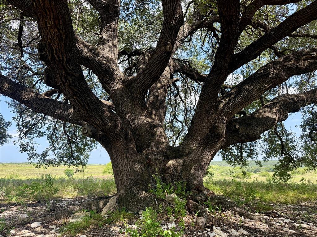 13ac Tbd Pr Fm 2905 Property Photo 13