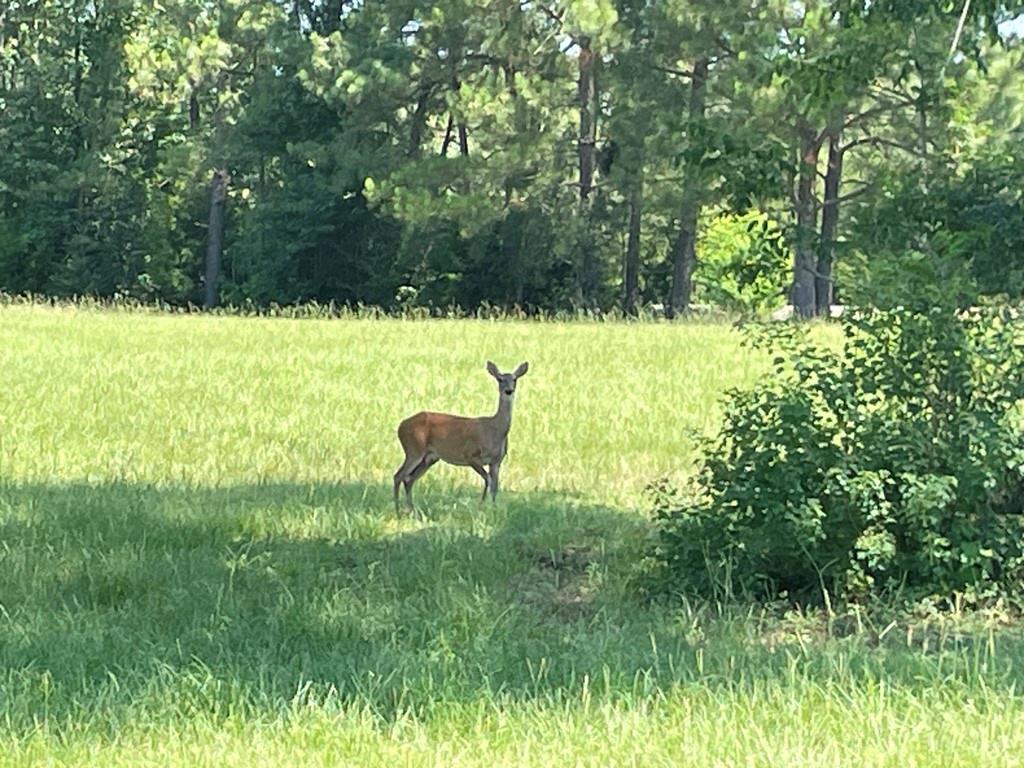 7470 Fm 317 Property Photo 28
