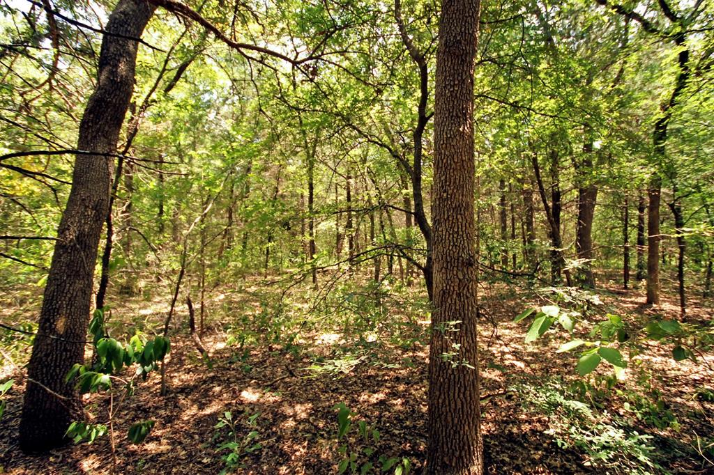 10 County Road 2263 Property Photo 4