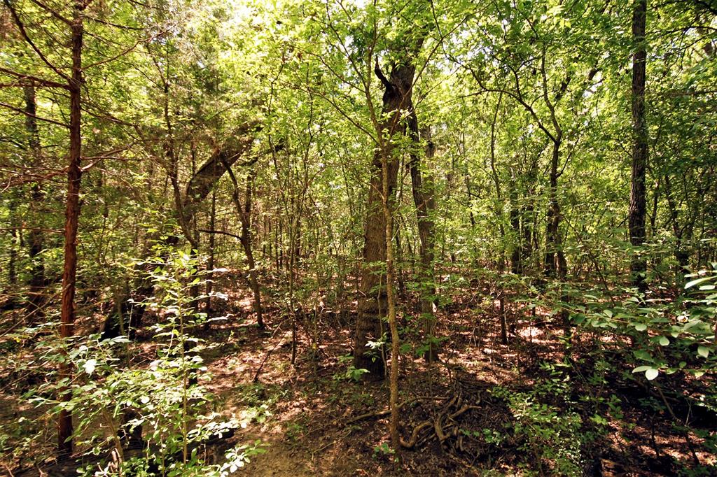 10 County Road 2263 Property Photo 5