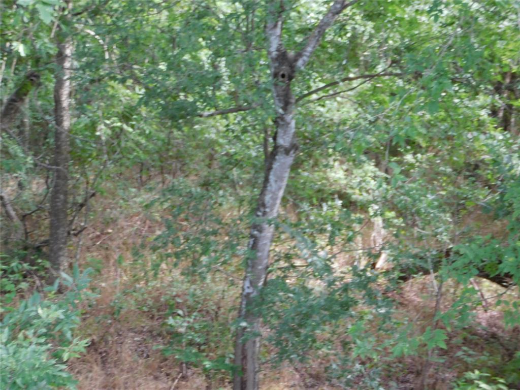Tbd Fm 2114 Property Photo 8