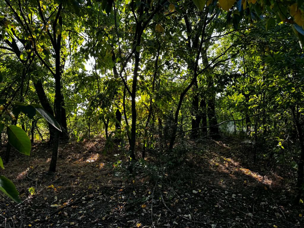 4270 Belz Road Property Photo 21