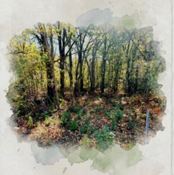 207 Acres Loop Property Photo 1