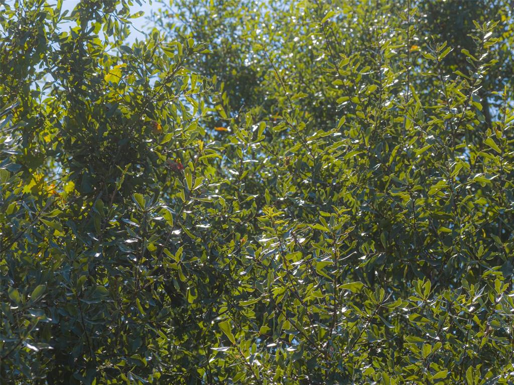 00 Tom Eubanks Rd Property Photo 22