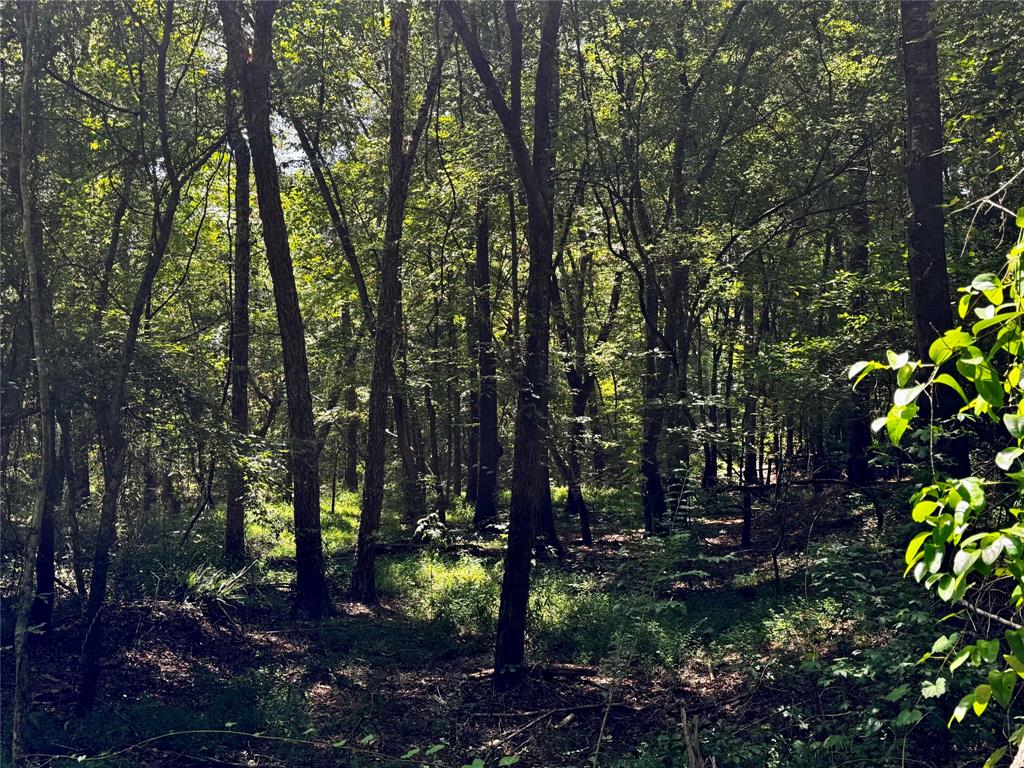Lot 2 County Road 1240 Property Photo 12