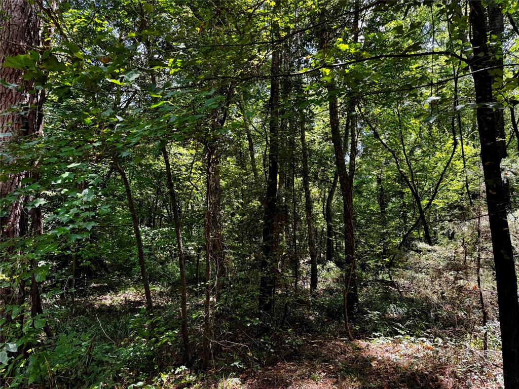 Lot 2 County Road 1240 Property Photo 13