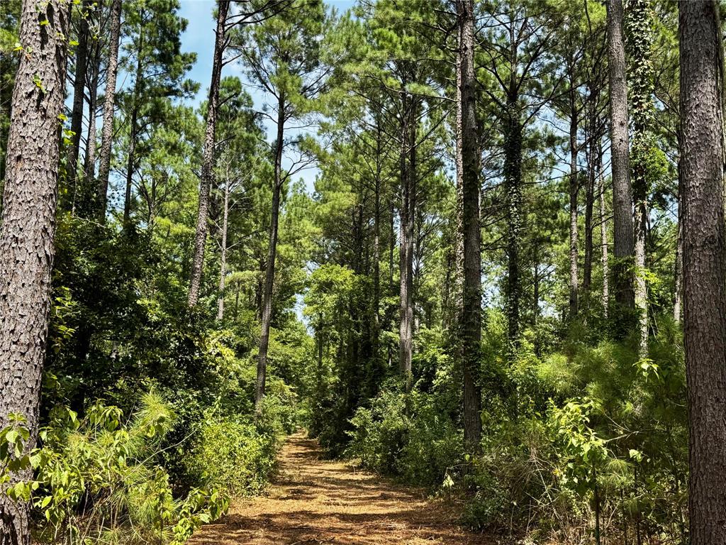 Lot 2 County Road 1240 Property Photo 16