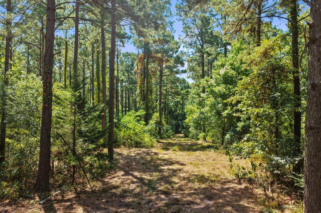 Lot 2 County Road 1240 Property Photo 21