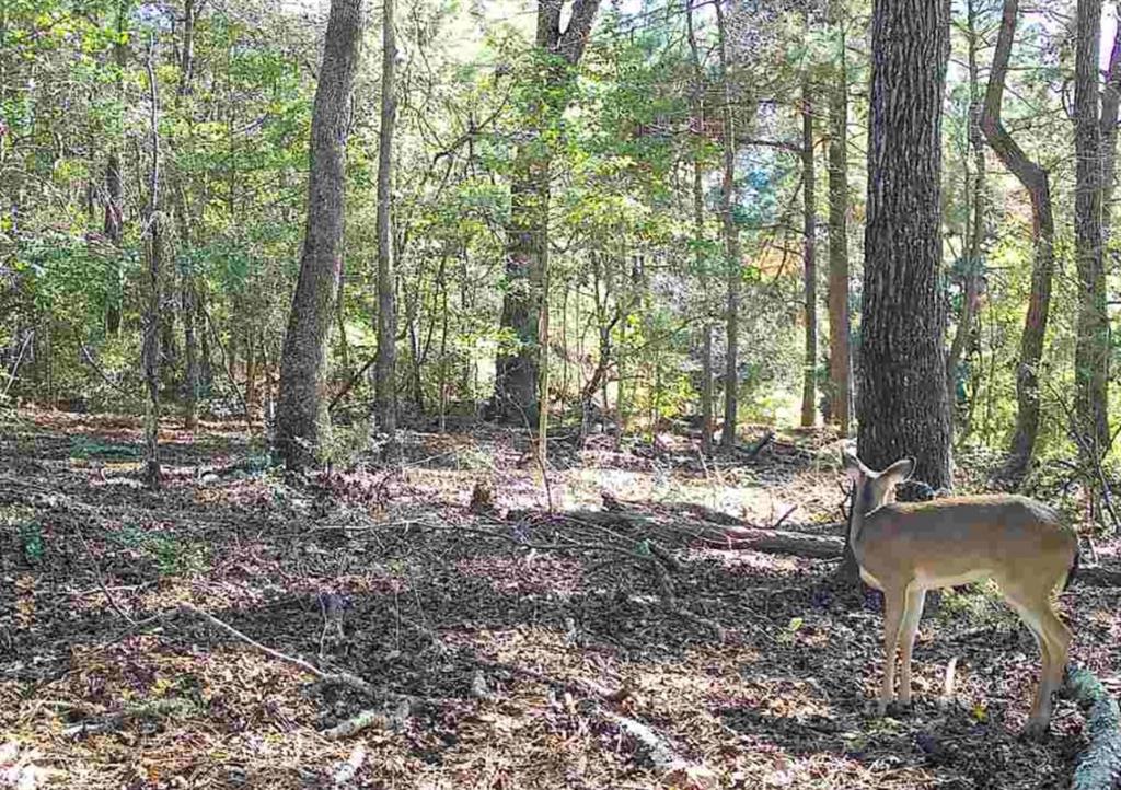 Tbd Cr 207 Property Photo 2