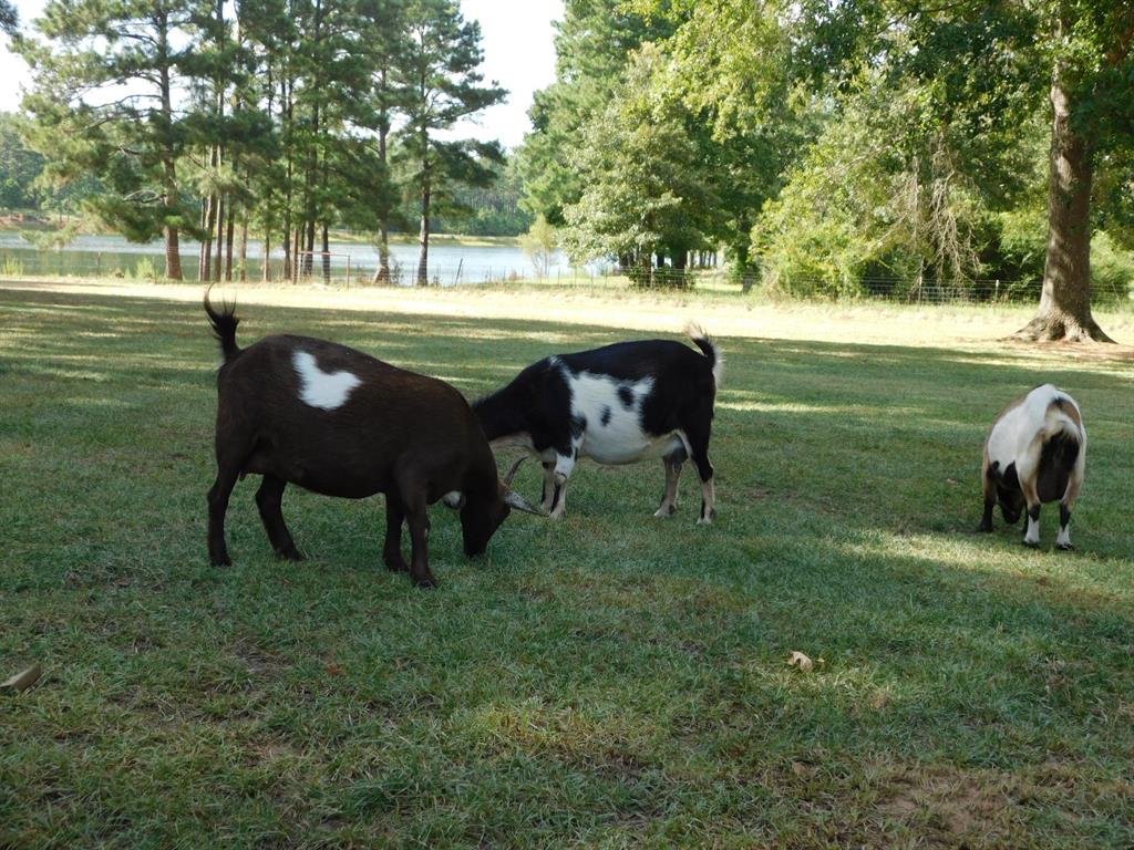 746 Wise Road Property Photo 18