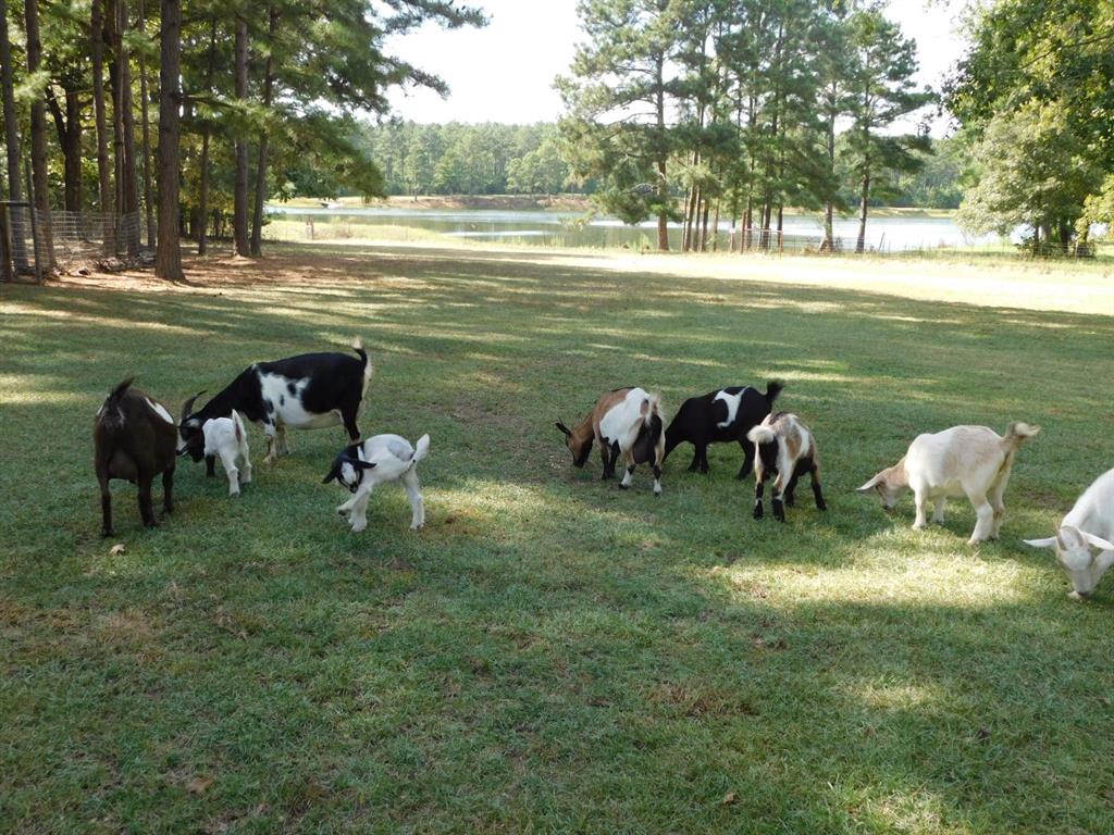 746 Wise Road Property Photo 19