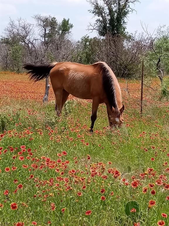 9486 Coppic Ranch Road Property Photo 38