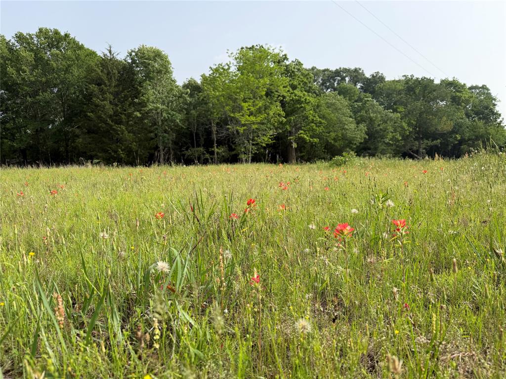 Tbd County Road 1130 Property Photo 1