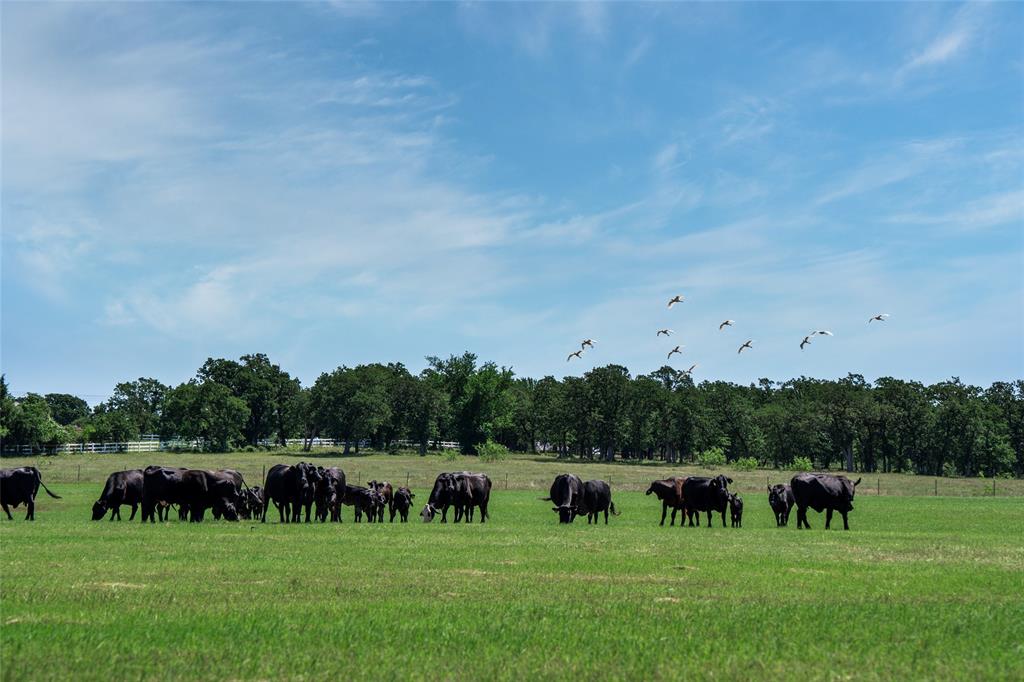 5200 Cross Timbers Road Property Photo 13