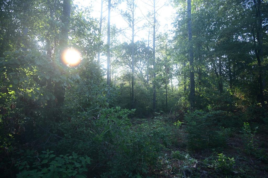 Tbd Farm To Market 3343 Property Photo 10