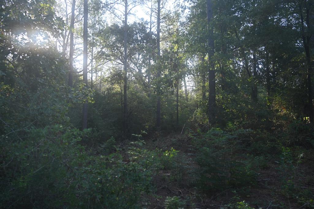 Tbd Farm To Market 3343 Property Photo 11