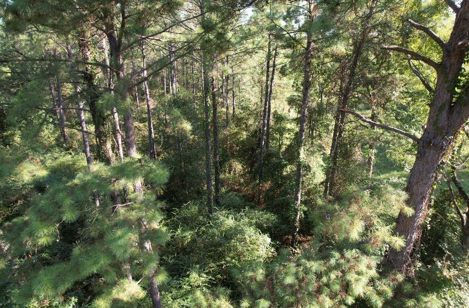 Tbd Cr 432 Property Photo 5
