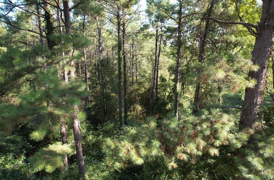 Tbd Cr 432 Property Photo 6