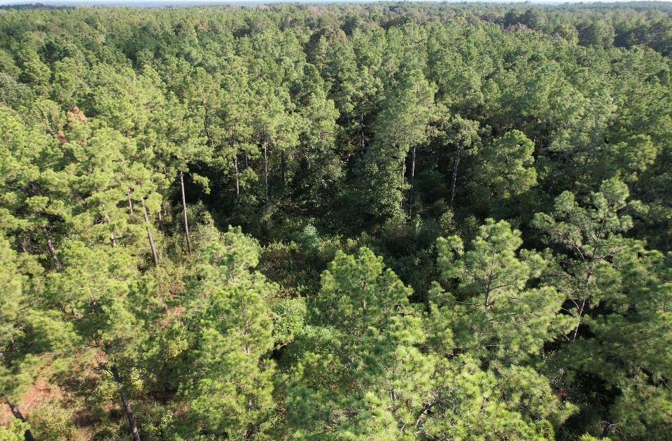 Tbd Cr 432 Property Photo 10