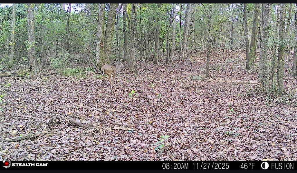 0 Hwy 172 Property Photo 8