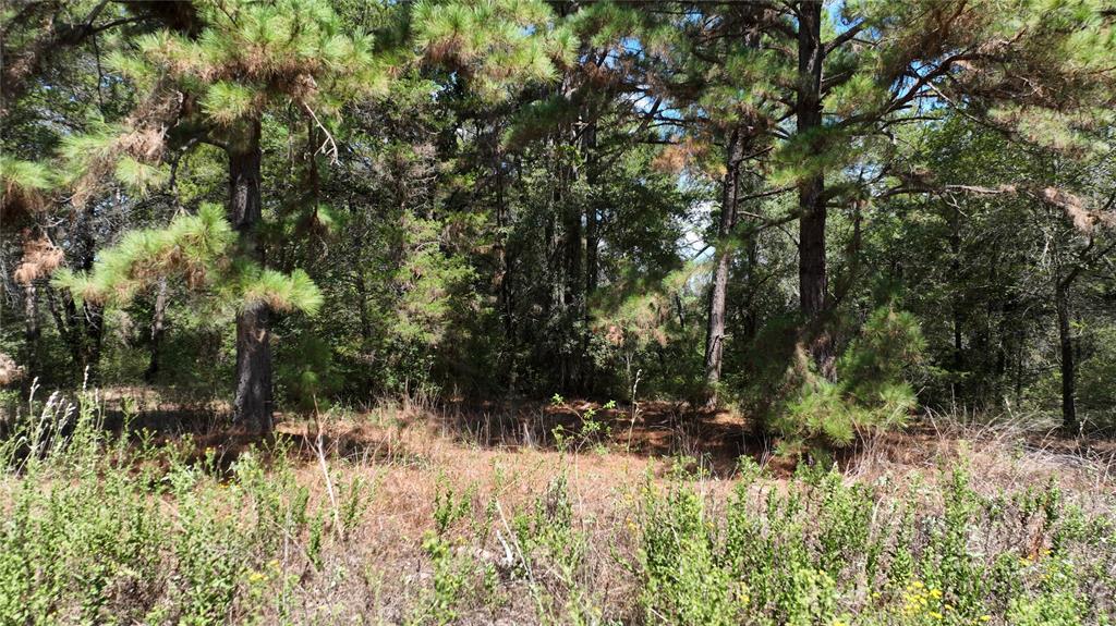 18064 County Road 443 Property Photo 15