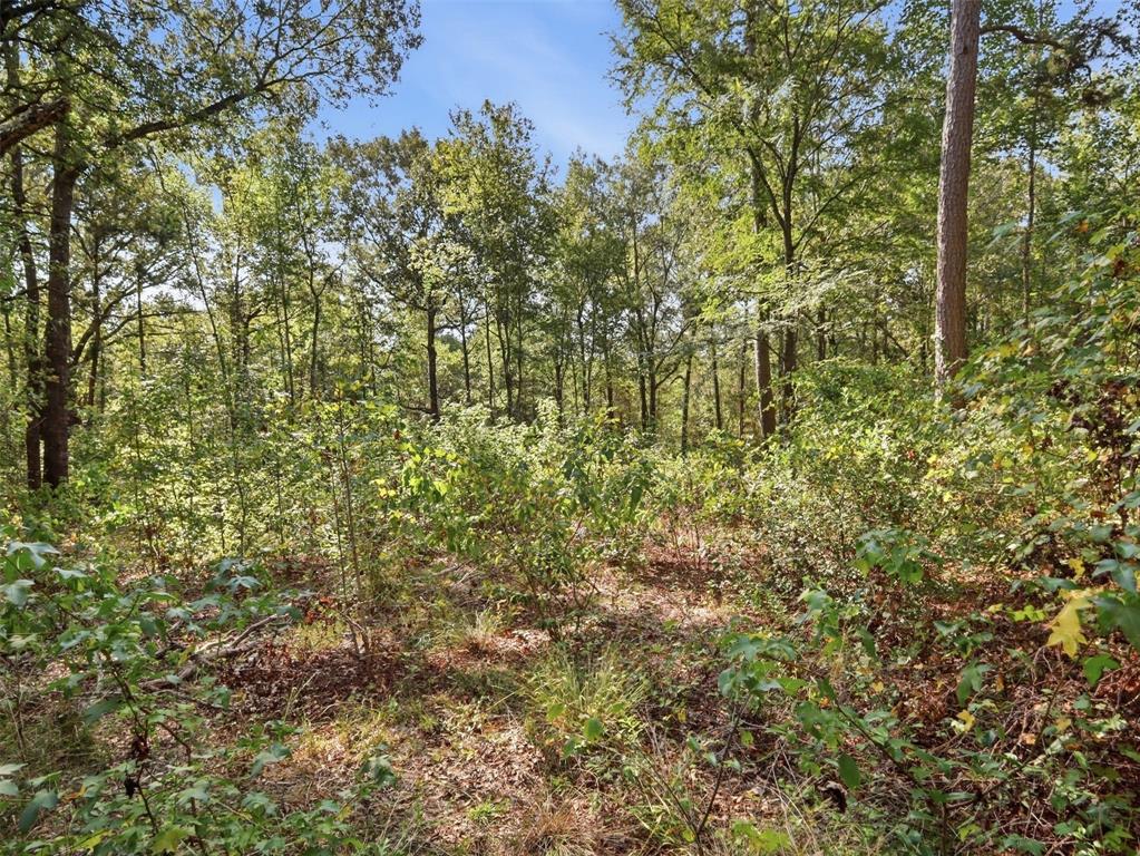 5015 Fm 49 Property Photo 14