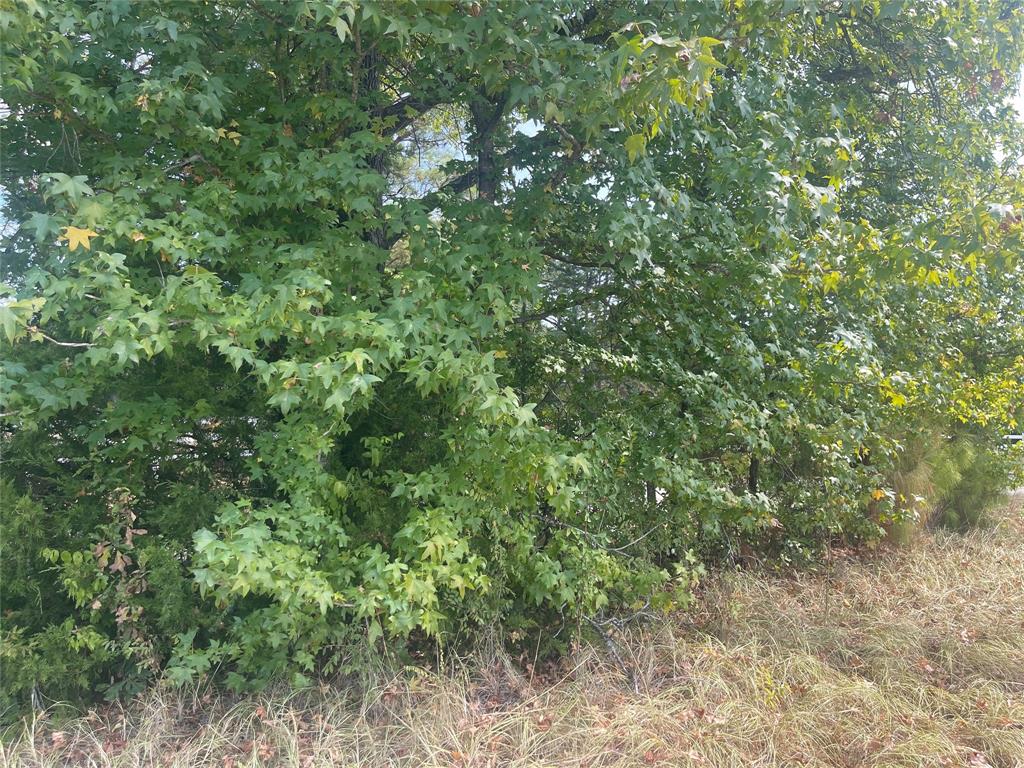 Lot 7 County Road 1560 Property Photo 10