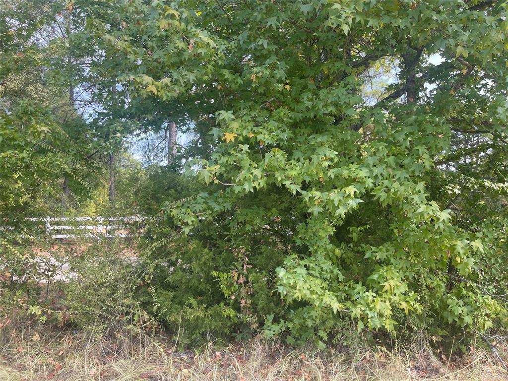 Lot 7 County Road 1560 Property Photo 11