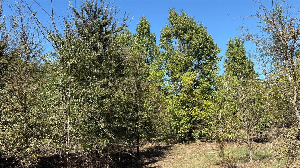 920 County Road 1226 Property Photo 14